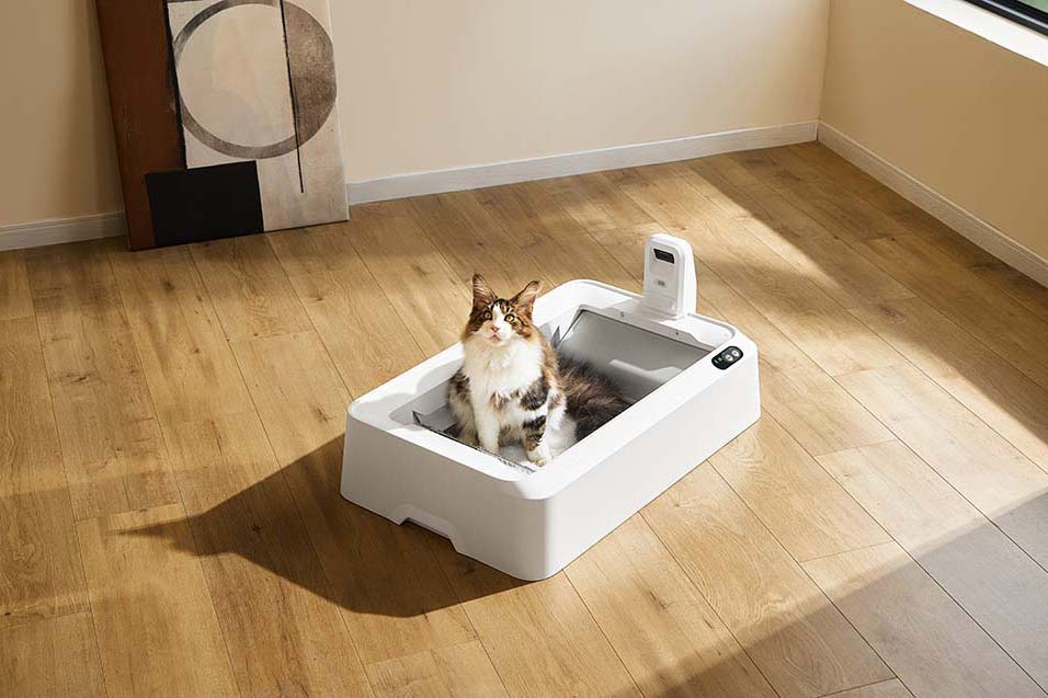 Kot siedzący w automatycznej kuwecie samoczyszczącej z kamerą